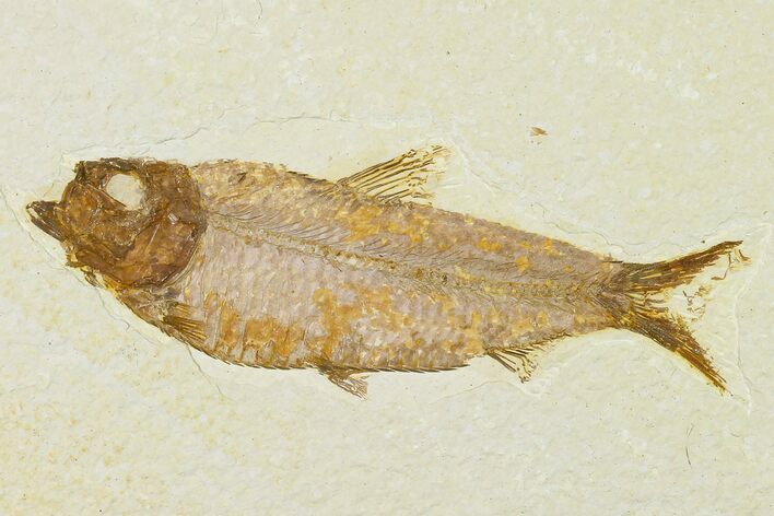 Detailed Fossil Fish (Knightia) - Wyoming #155487